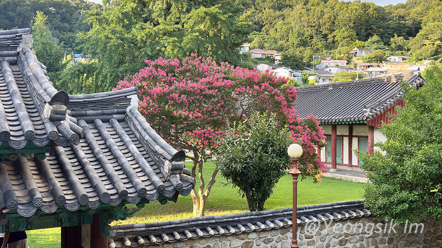 전주향교_백일홍_1_3.jpg